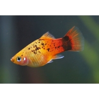 Platy mix